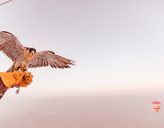 In-flight falcon show