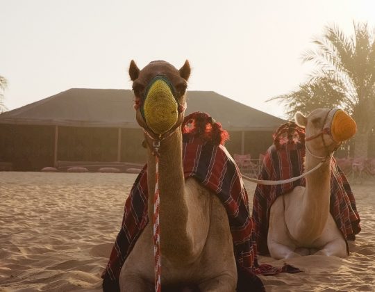 paseo de camellos